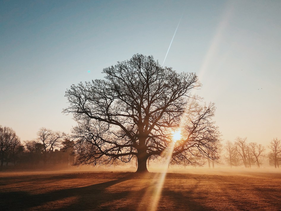 How To Handle Jointly-Owned Trees & Damage 1 Jointly-Owned Trees